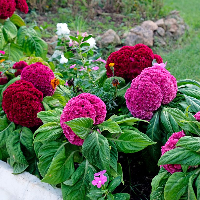 Celosia cristata King Coral (Porte)