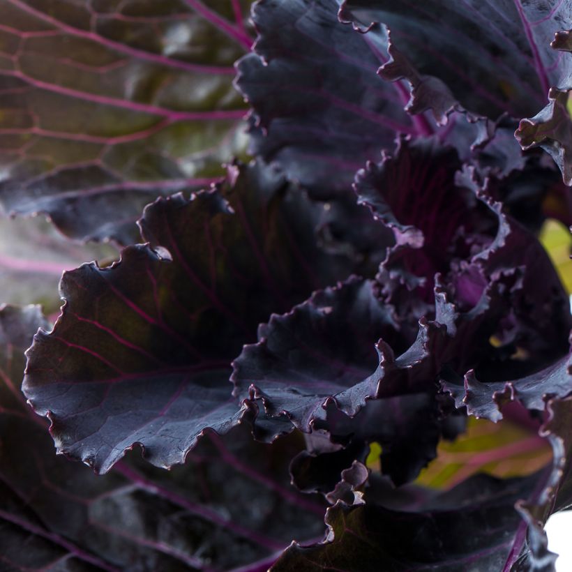 Col crespa F1 Black Leaf (semillas) (Follaje)