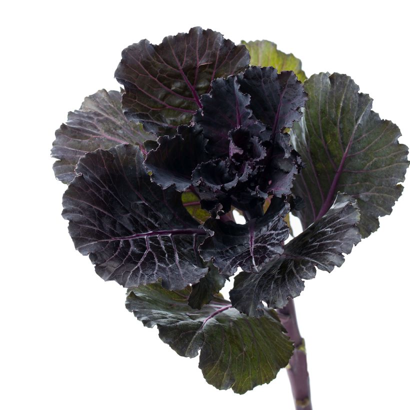 Col crespa F1 Black Leaf (semillas) (Cosecha)