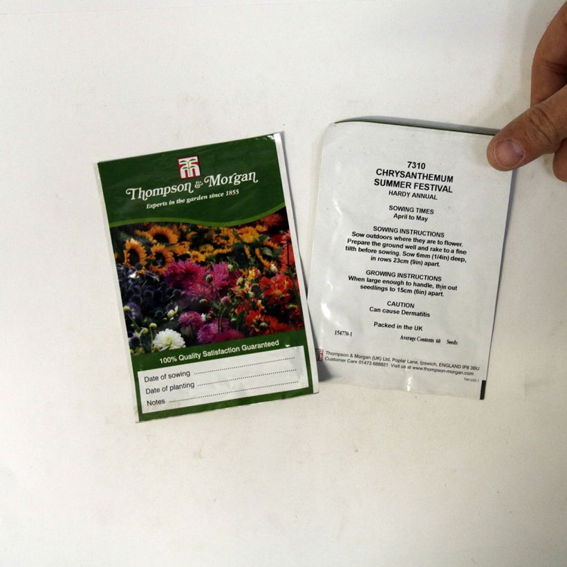 Ejemplo de ejemplar de Chrysanthemum carinatum Summer Festival - Crisantemo saco de 60 semillas tal y como se entrega