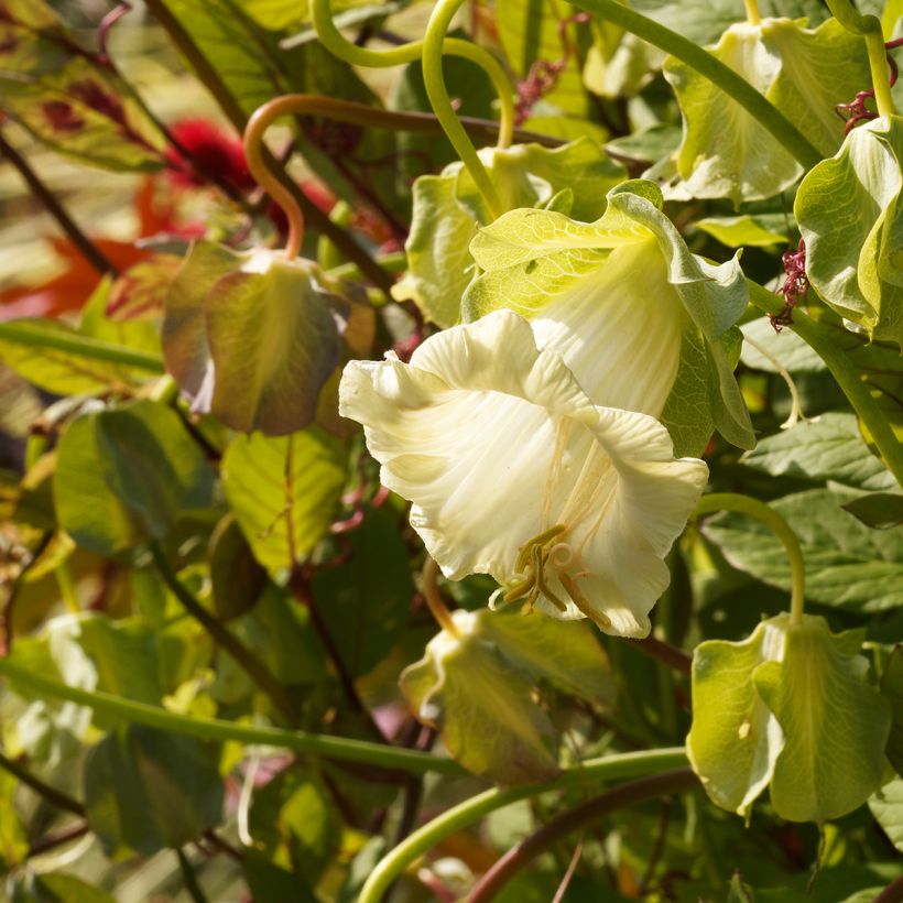 Cobea scandens Alba - Yedra morada de México (Floración)