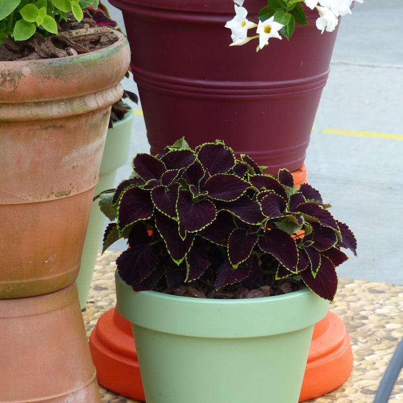 Solenostemon scutellarioides Mezmerize​ Chocolate Lime Edge - Cóleo (Porte)