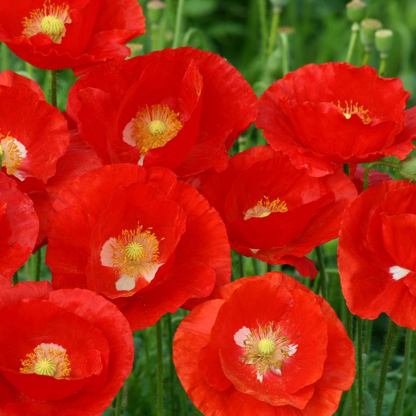 Papaver rhoeas American Legion - Common poppy, Corn poppy, Field poppy (Floración)