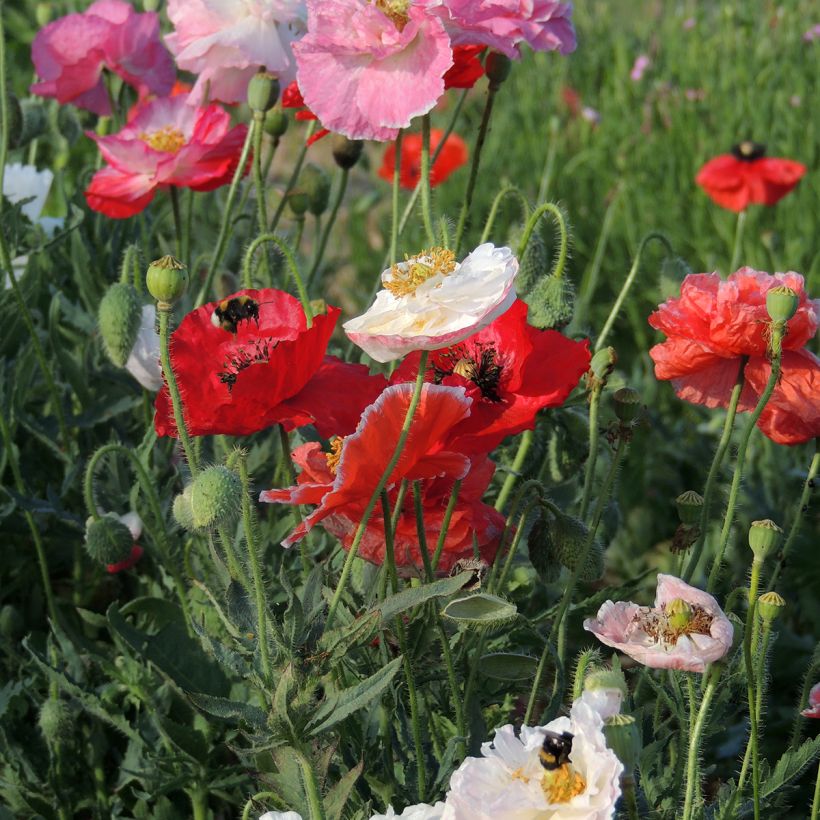 Papaver rhoas Shirley Mix BIO (semillas) - Amapola común (Floración)