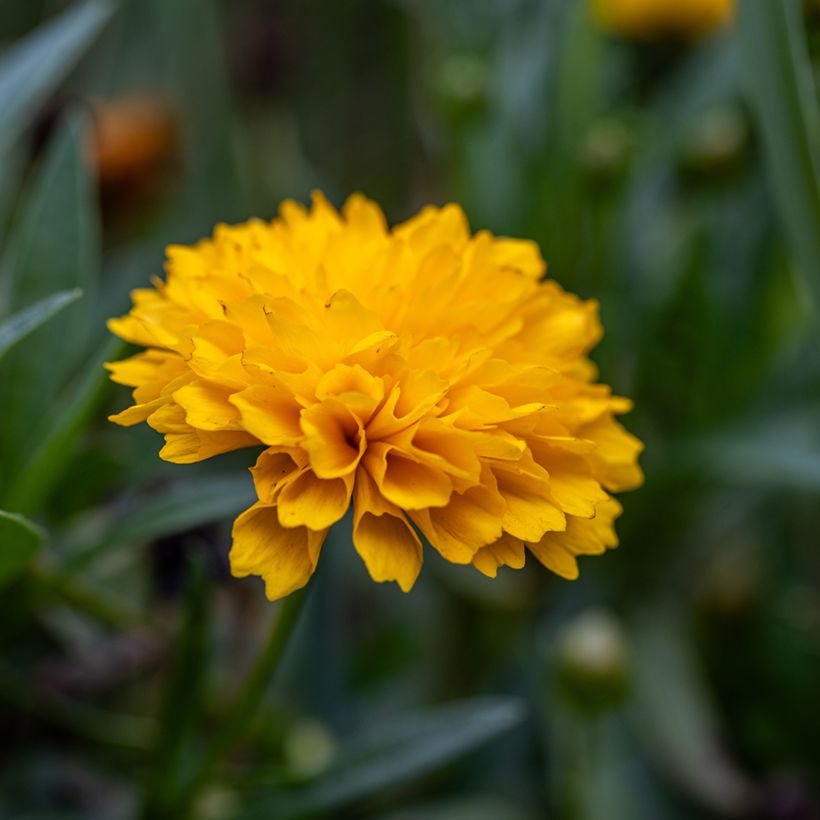 Coreopsis grandiflora Early Sunrise (Floración)