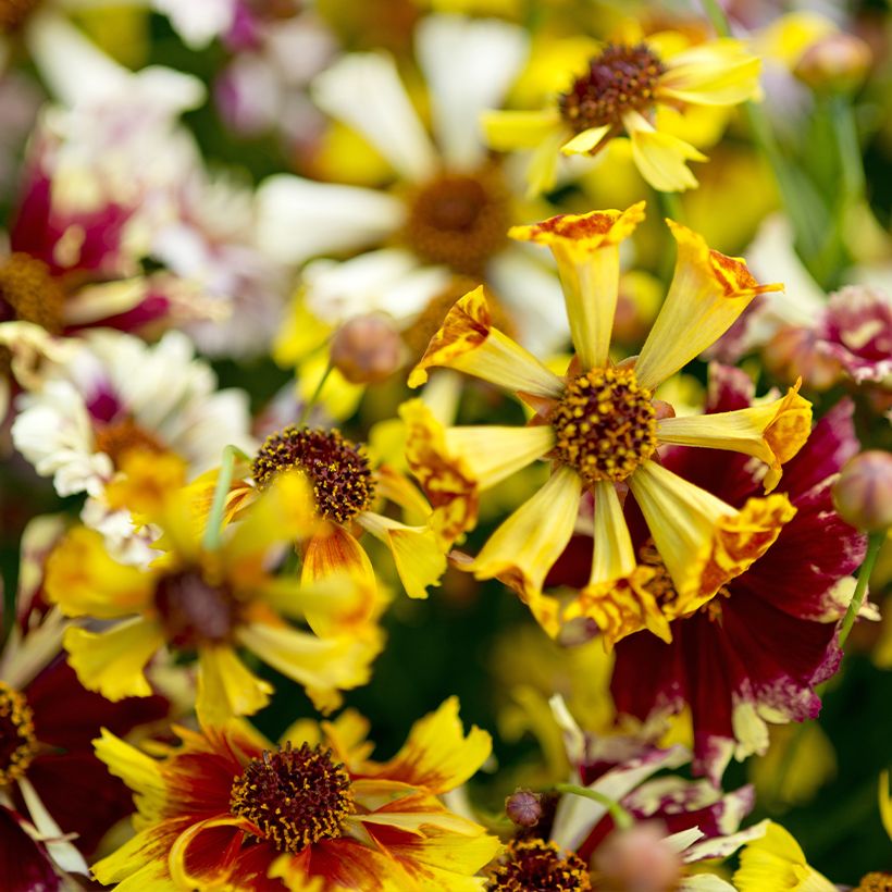 Coreopsis Hybrida Incredible ! Sea Shells Mix (Floración)