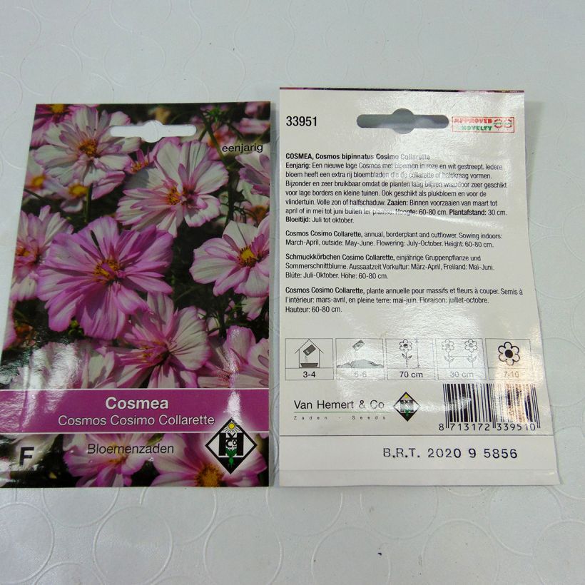 Ejemplo de ejemplar de Cosmos bipinnatus Cosimo Collarette saco de 60 semillas (0.5g) tal y como se entrega