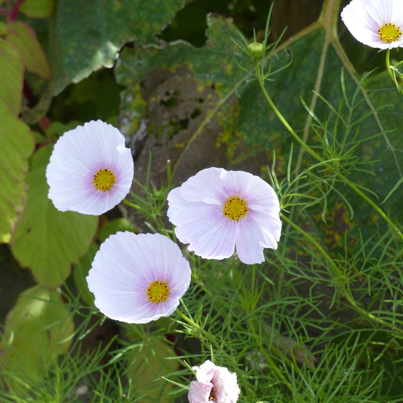 Cosmos bipinnatus Cupsy Blush (semillas BIO) (Floración)
