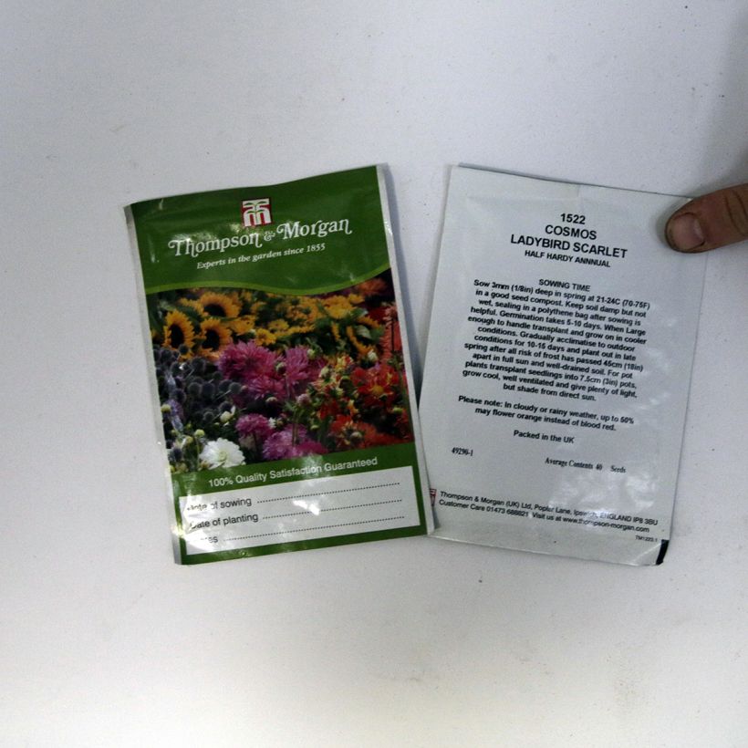 Ejemplo de ejemplar de Cosmos sulphureus Dwarf Ladybird Scarlet saco de 50 semillas (0,5g) tal y como se entrega