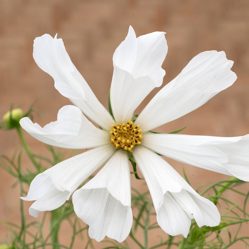 Cosmos bipinnatus Pinwheel White (semillas) (Floración)