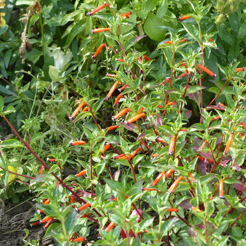Cuphea ignea Scarlet (semillas) - Planta del cigarro (Porte)