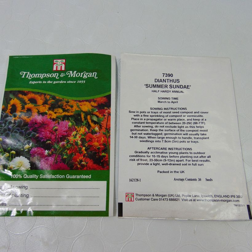 Ejemplo de ejemplar de Clavel del poeta Summer Sundae - Dianthus barbatus saco de 30 semillas tal y como se entrega