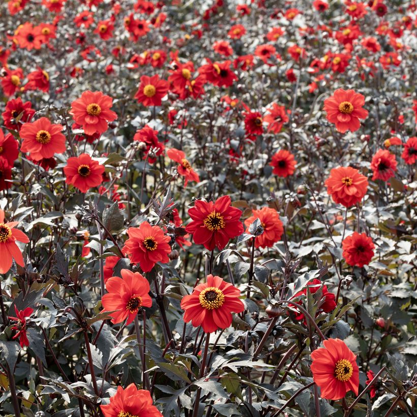 Semillas de Dalia pinnata Black Forest Ruby (Porte)