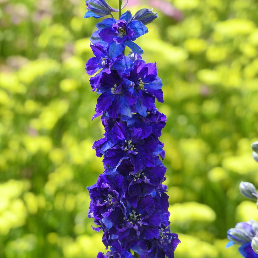 Semillas de Delphinium Imperial QIS Dark Blue - Espuela de caballero anual (Floración)