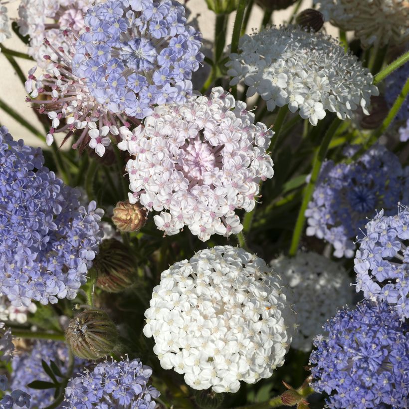 Semillas de Didiscus caeruleus Lace Heavenly Umbels (Floración)