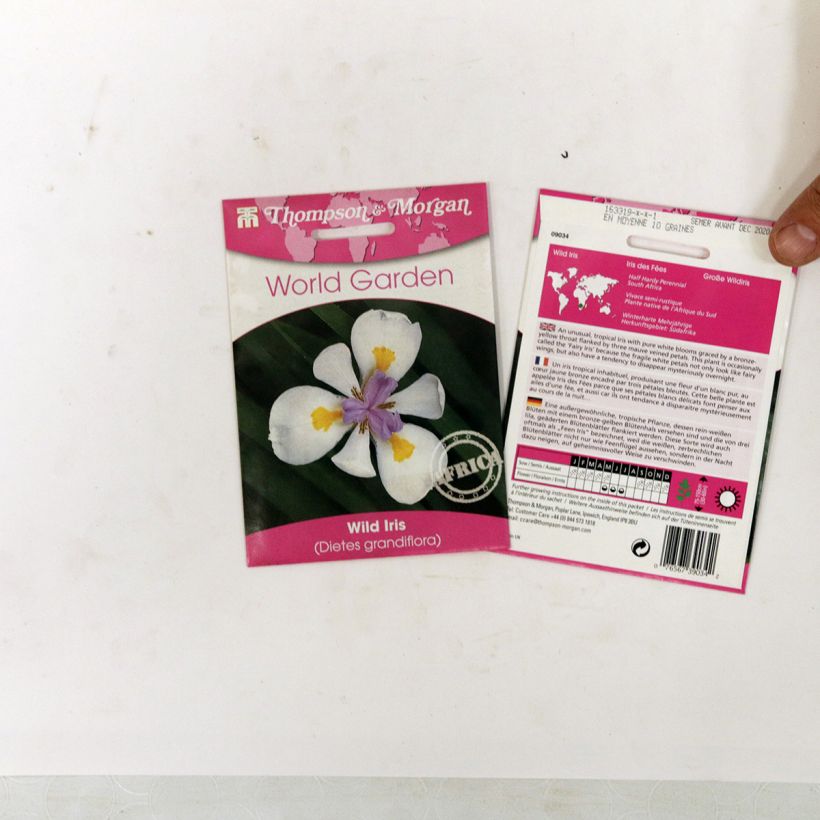 Ejemplo de ejemplar de Dietes grandiflora (semillas) - Iris de Sudáfrica saco de 10 semillas tal y como se entrega