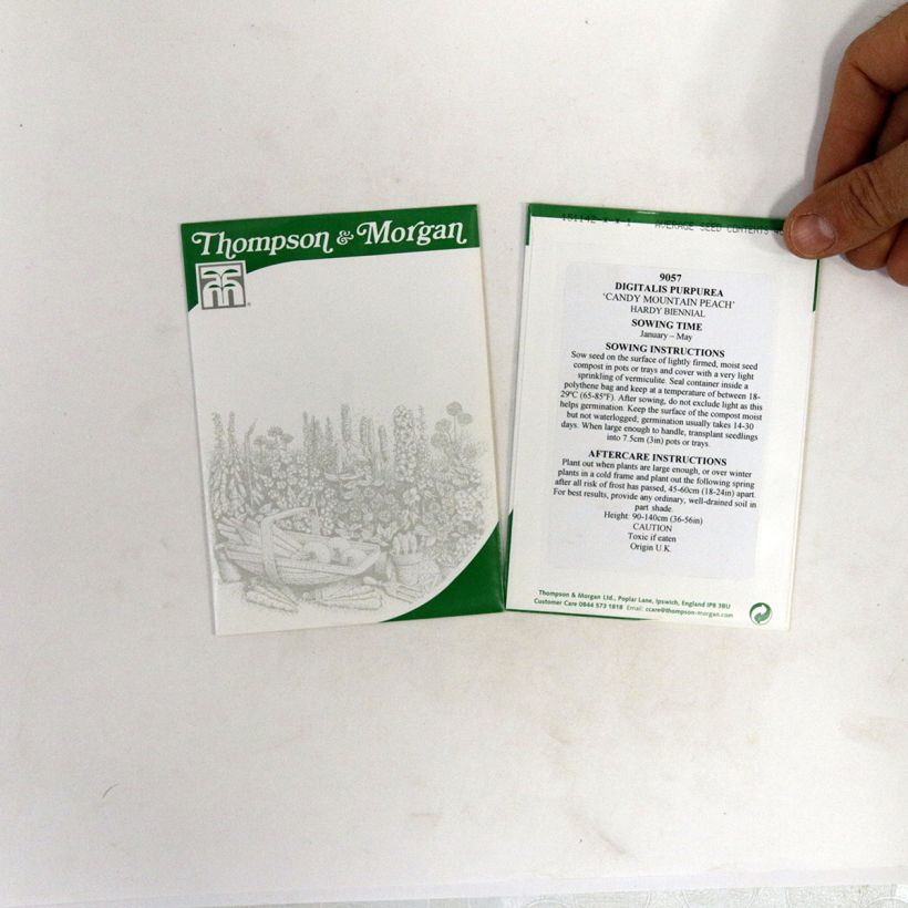 Ejemplo de ejemplar de Digitalis purpurea Candy Mountain Peach saco de 40 semillas tal y como se entrega