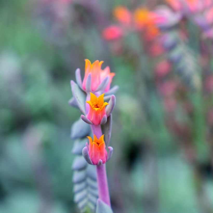 Semillas de Echeveria peacockii Urban Orange (recubiertas) (Floración)
