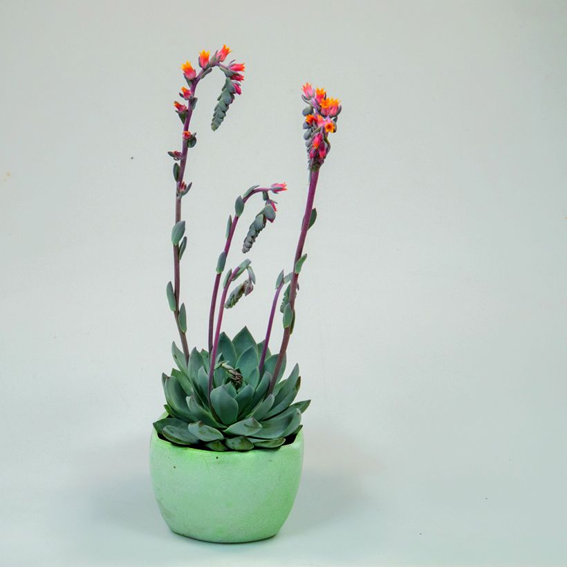 Semillas de Echeveria peacockii Urban Orange (recubiertas) (Porte)