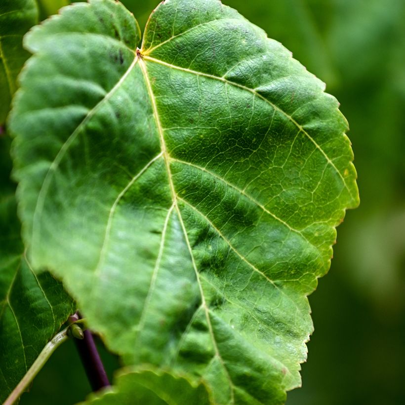 Semillas de Arce de corteza de serpiente - Acer davidii (Follaje)