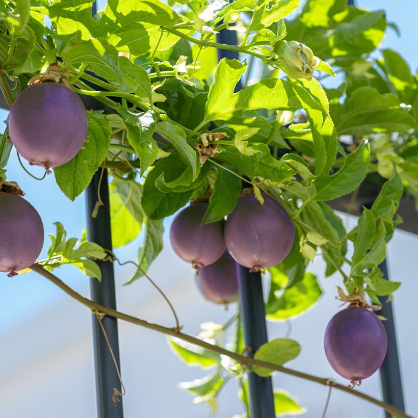 Passiflora edulis  - Passion fruit, Granadilla (Porte)