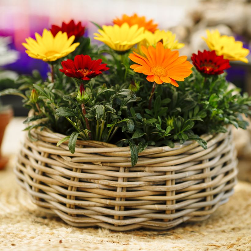 Graines de Gazania Enorma Mix (Porte)