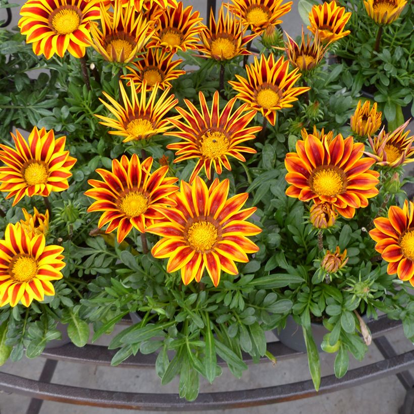 Gazania Zany F1 Orange Flame (semillas)  (Floración)