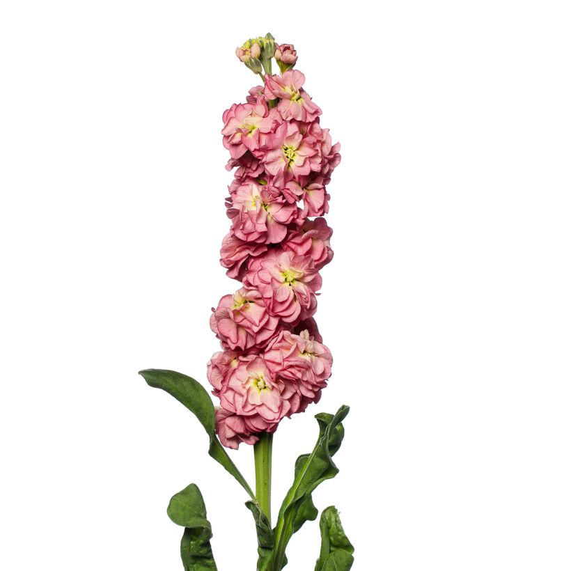 Semillas de Alhelí Stox Antique Rose (Floración)
