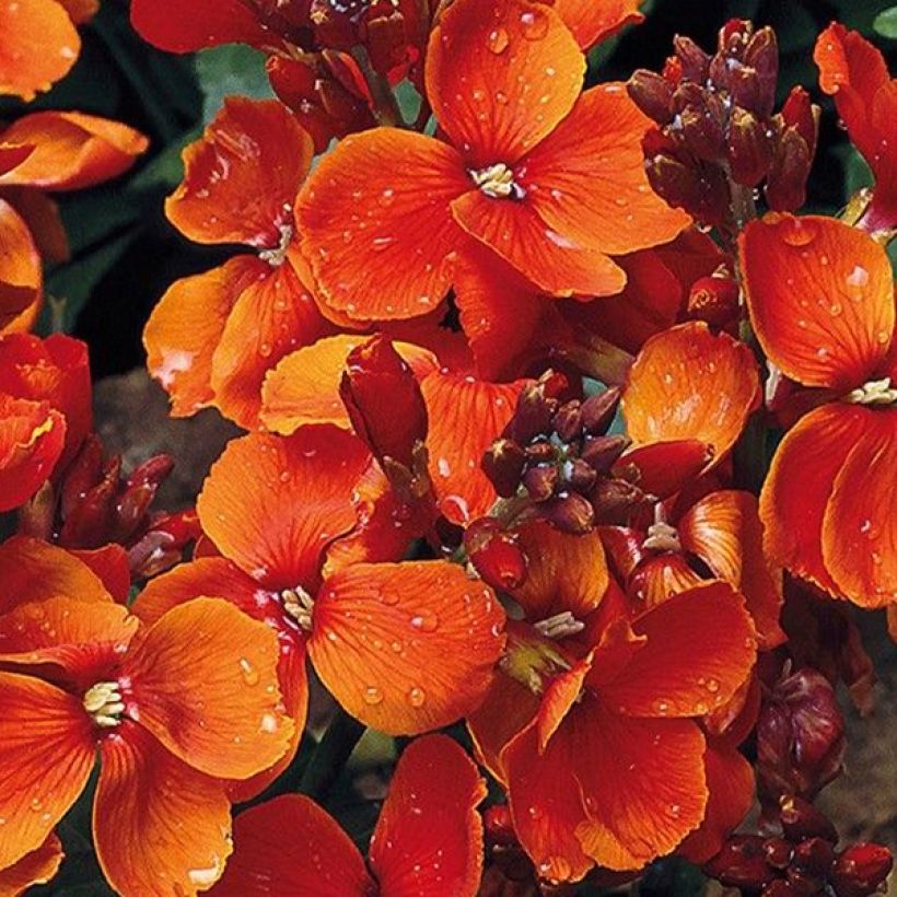 Erysimum Bedder Scarlet (semillas) - Alhelí (Floración)