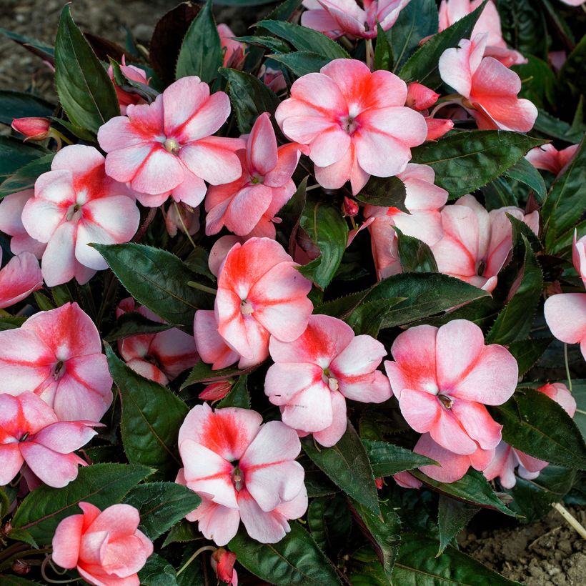 Semillas de Impatiens Florific Sweet Orange - Alegría (Floración)