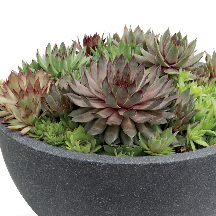 Sempervivum Hippie Chicks (semillas recubiertas) - Siempreviva (Porte)