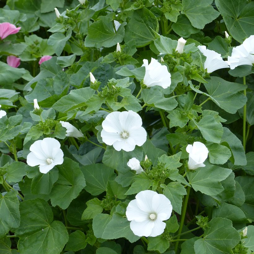 Lavatera trimestris Mont Blanc BIO (Semillas) - Malva real (Floración)