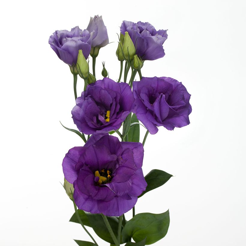 Lisianthus F1 Cessna Blue III (semillas recubiertas) - Eustoma (Floración)