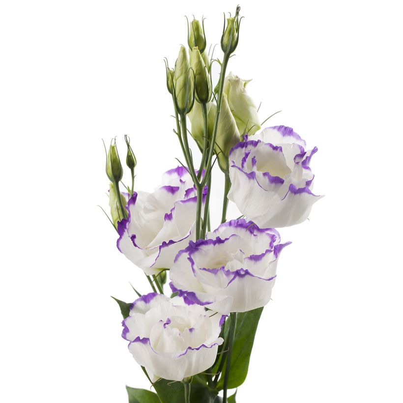 Lisianthus F1 Cessna Blue Picotee III (semillas recubiertas) - Eustoma (Floración)