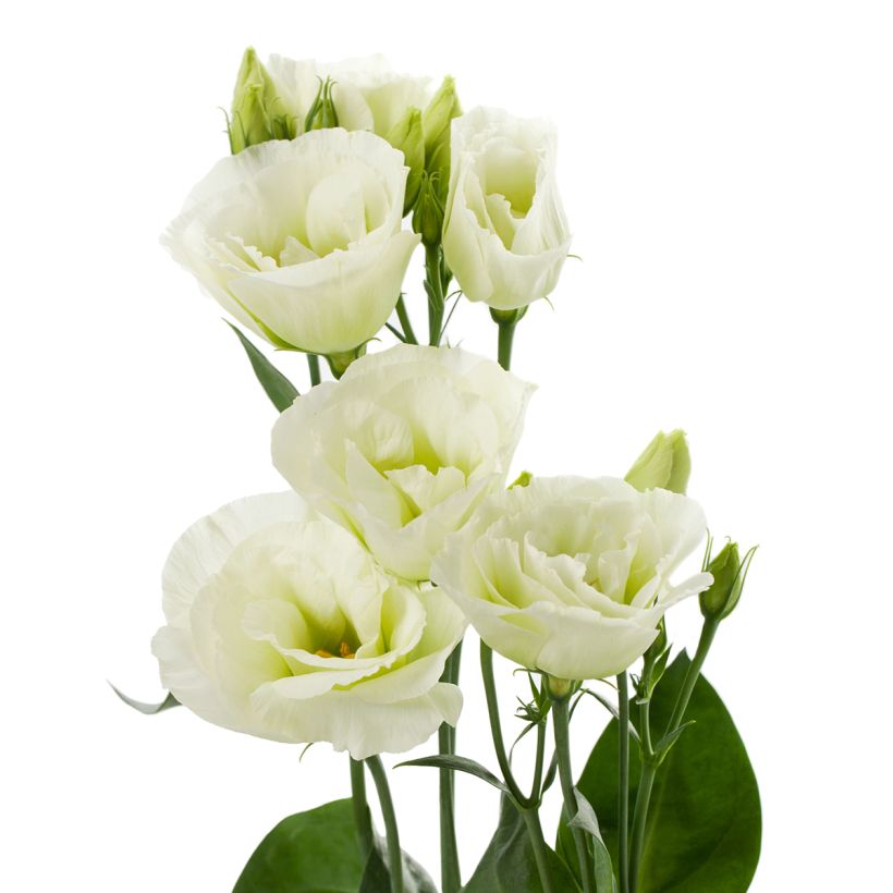 Lisianthus F1 Cessna Green III  (semillas recubiertas) - Eustoma (Floración)