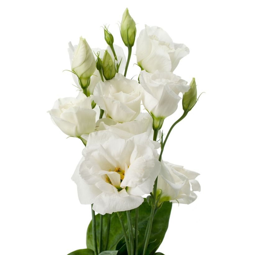Lisianthus F1 Cessna Pure White III  (semillas recubiertas) - Eustoma (Floración)