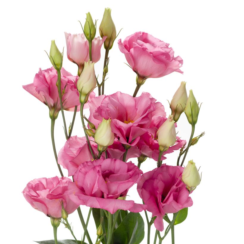Lisianthus F1 Cessna Rose III  (semillas recubiertas) - Eustoma (Floración)