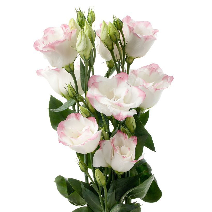 Lisianthus F1 Cessna Rose Picotee III (semillas recubiertas) - Eustoma (Floración)
