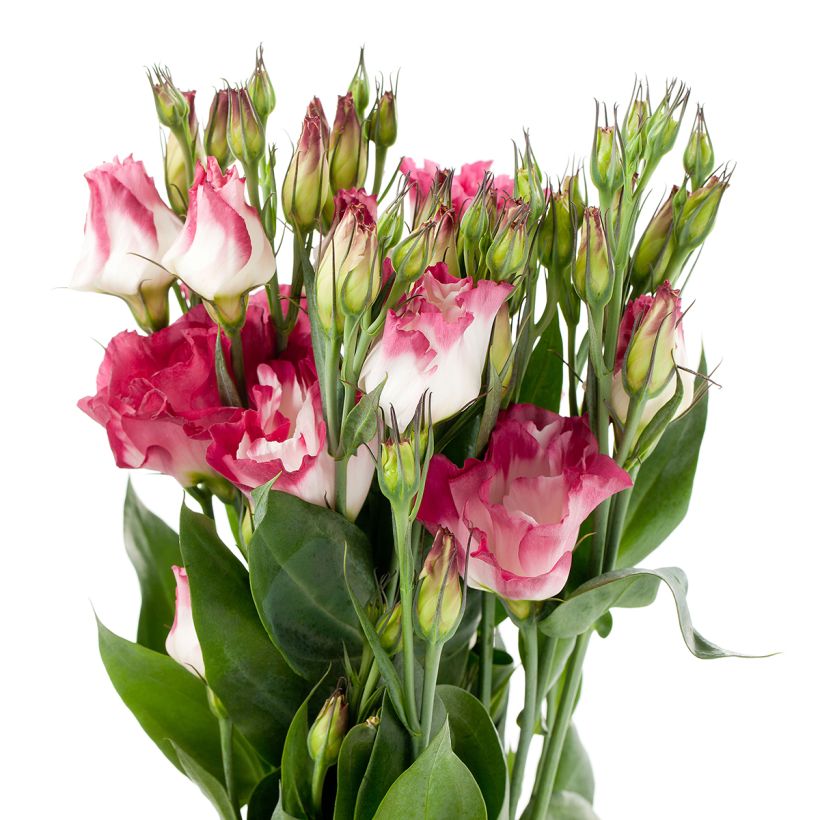 Lisianthus F1 Cessna Vogue IV (semillas recubiertas) - Eustoma (Floración)