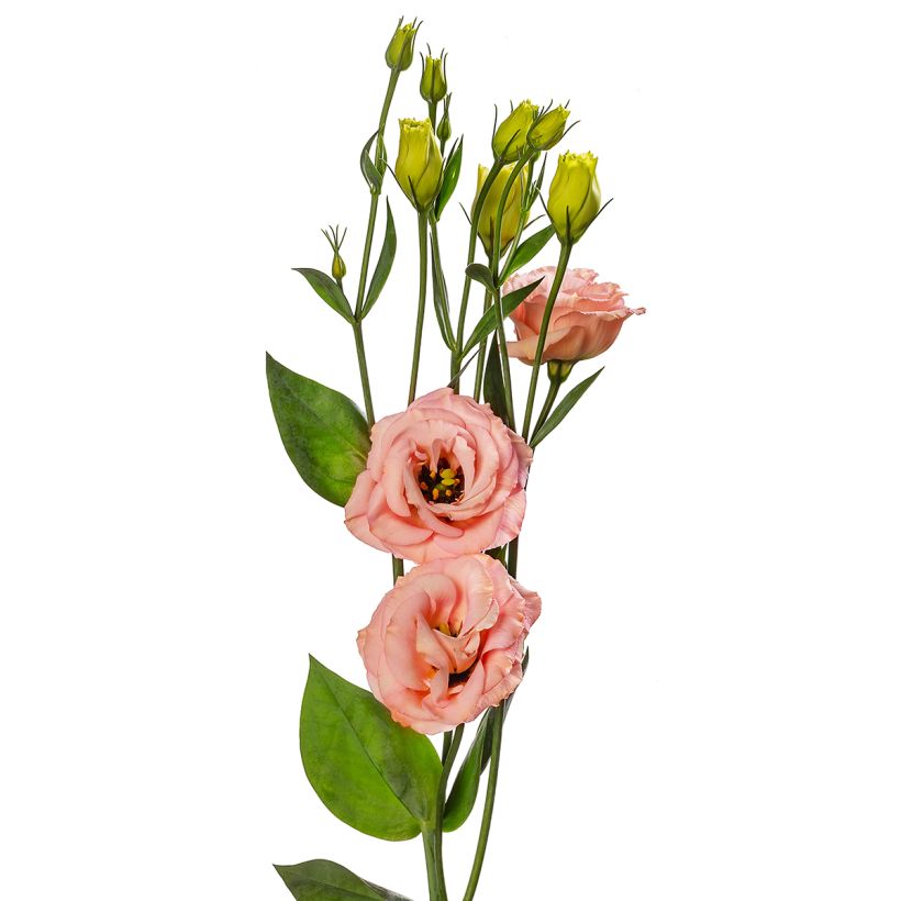 Lisianthus F1 LisAdora Apricot III  (semillas recubiertas) - Eustoma (Floración)