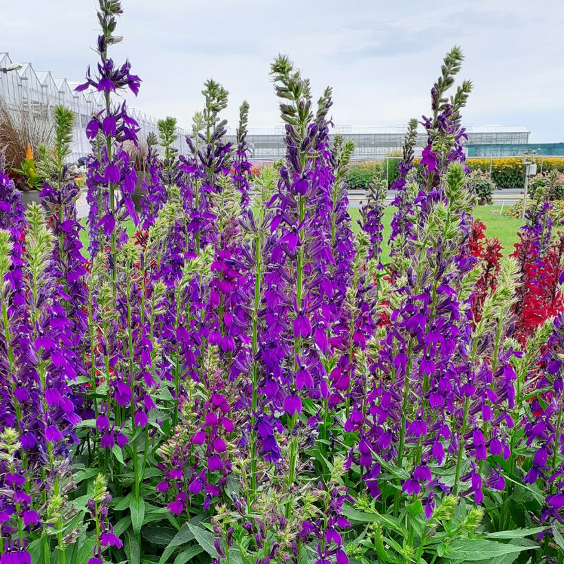 Semillas de Lobelia speciosa Starship Blue (semillas recubiertas) (Porte)