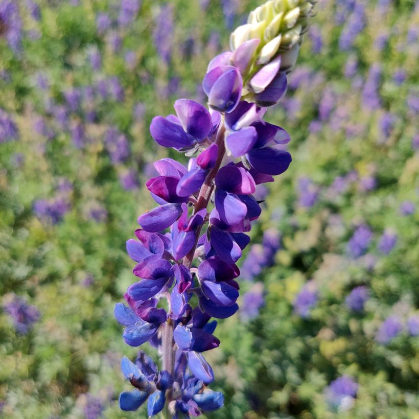 Lupinus hartwegii Avalune Blue (semillas) - Altramuz (Floración)