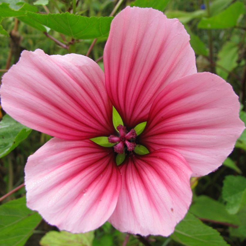Malope trifida Glacier Fruits Mixed (semillas) (Floración)