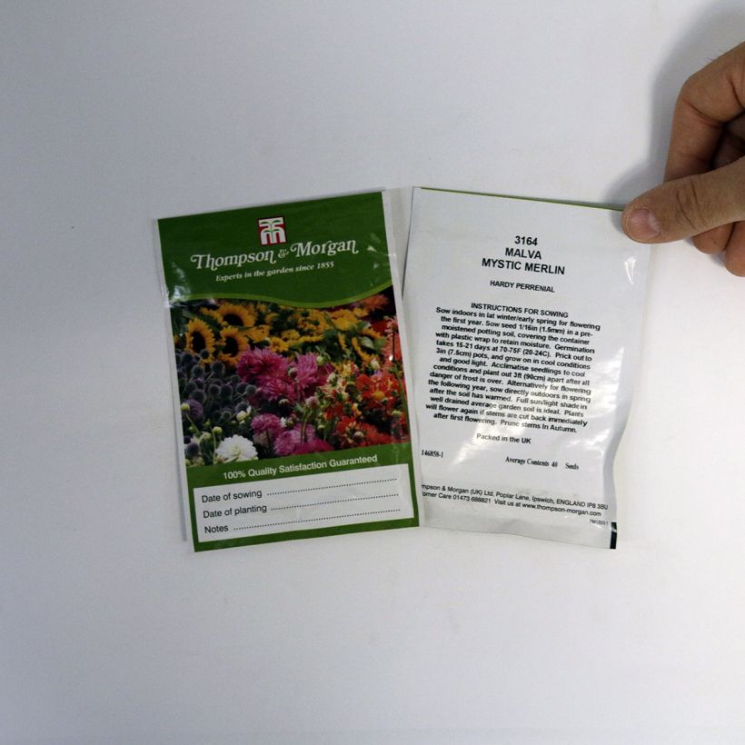 Ejemplo de ejemplar de Malva común Mystic Merlin - Malva sylvestris saco de 40 semillas tal y como se entrega