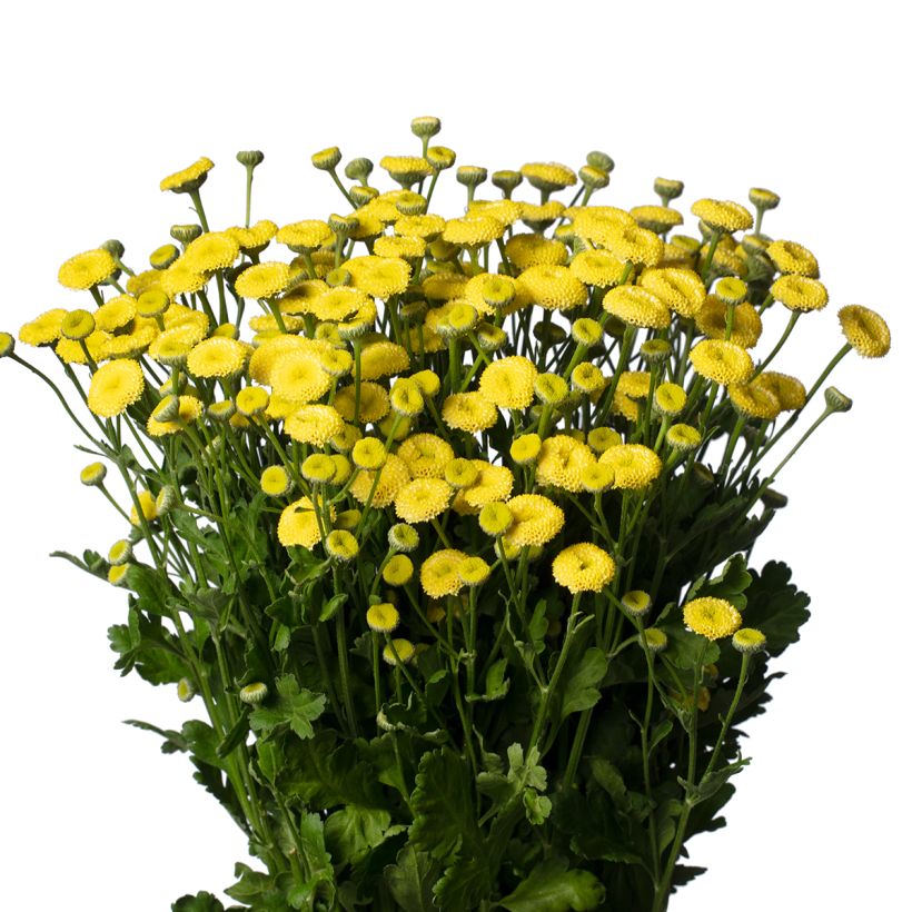 Semillas de Manzanilla doble Amazona - Tanacetum parthenium (semillas recubiertas) (Floración)