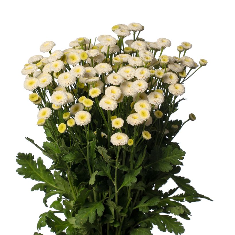 Semillas de Manzanilla de Jardín Doble Baya - Tanacetum parthenium (semillas recubiertas) (Floración)