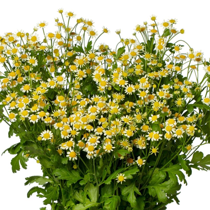 Semillas de Manzanilla simple Camilla (semillas recubiertas) - Tanacetum parthenium (Floración)