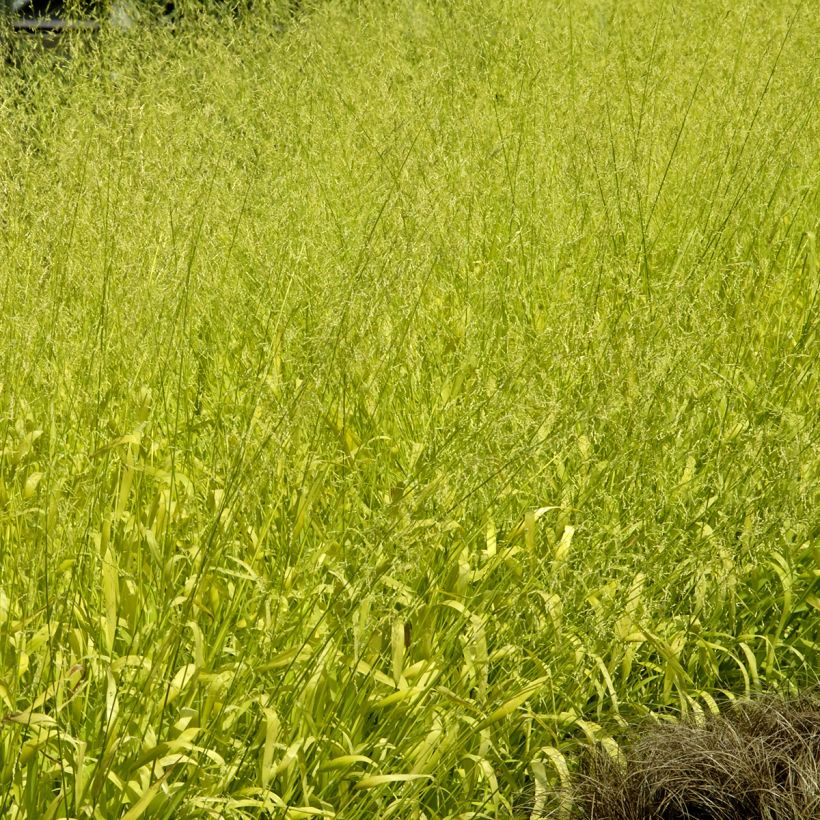 Semillas de Milium effusum Aureum (Porte)