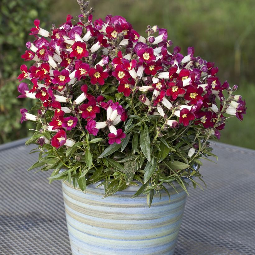 Antirrhinum Antiquity Red Bicolour (Porte)