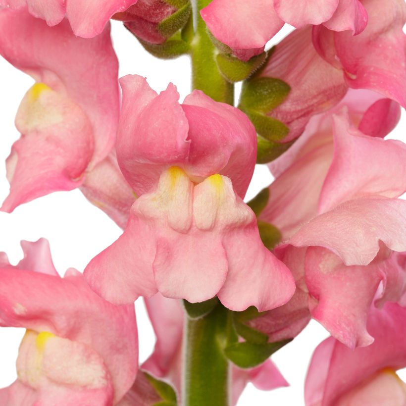 Antirrhinum majus F1 Avignon Cherry Rose II (semillas) - Boca de dragón (Floración)